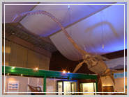 ���쒬�̋���