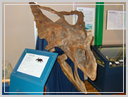 ���쒬�̋���