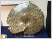 ���쒬�̋���